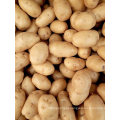 Fresh Potato Wholesale From China